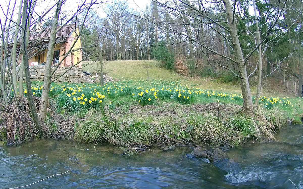 V polovin� dubna u� nejsou bledulky, ale l�ny narcisek. Foto z roku 2015.