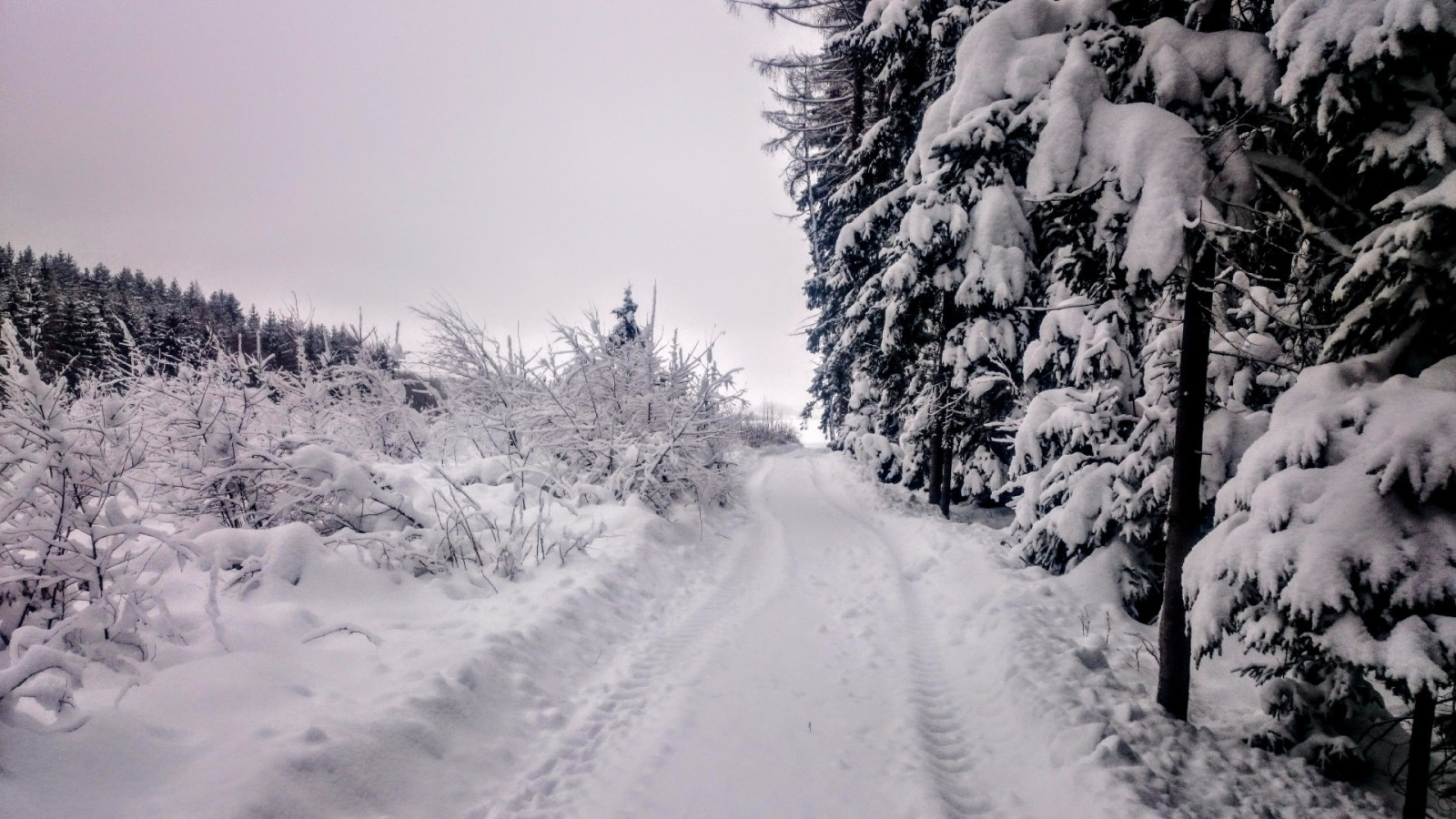 Z LIščí hory na Kohoutov