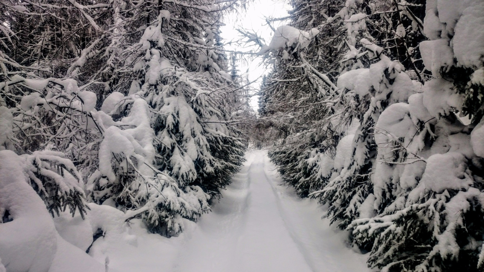 Z LI��� hory na Kohoutov